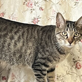 キジ三兄妹・潮音くん