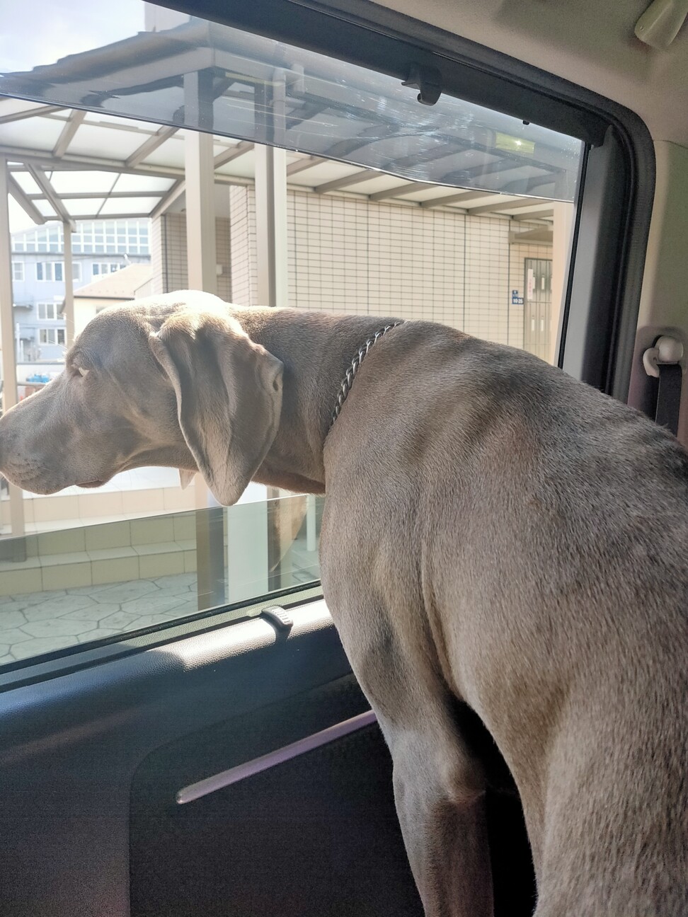 元気なワイマラナーの男の子 サムネイル3