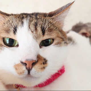 【7/15譲渡会参加予定】気配り上手あかしちゃん