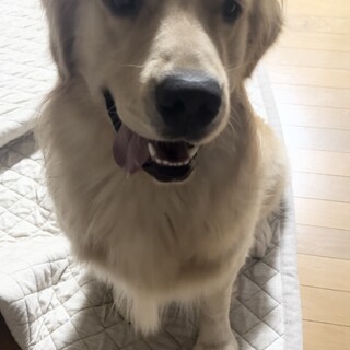 対応、お見合い中により返信遅れてます