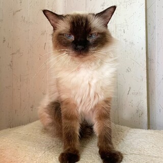 お顔はクール、喉はグルグルなラグドール女の子♪