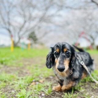 ずっとのおうちが決まりました！ ハルくん♡