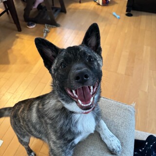 甘えたさんの女の子らいあ❤️野犬にも家族を