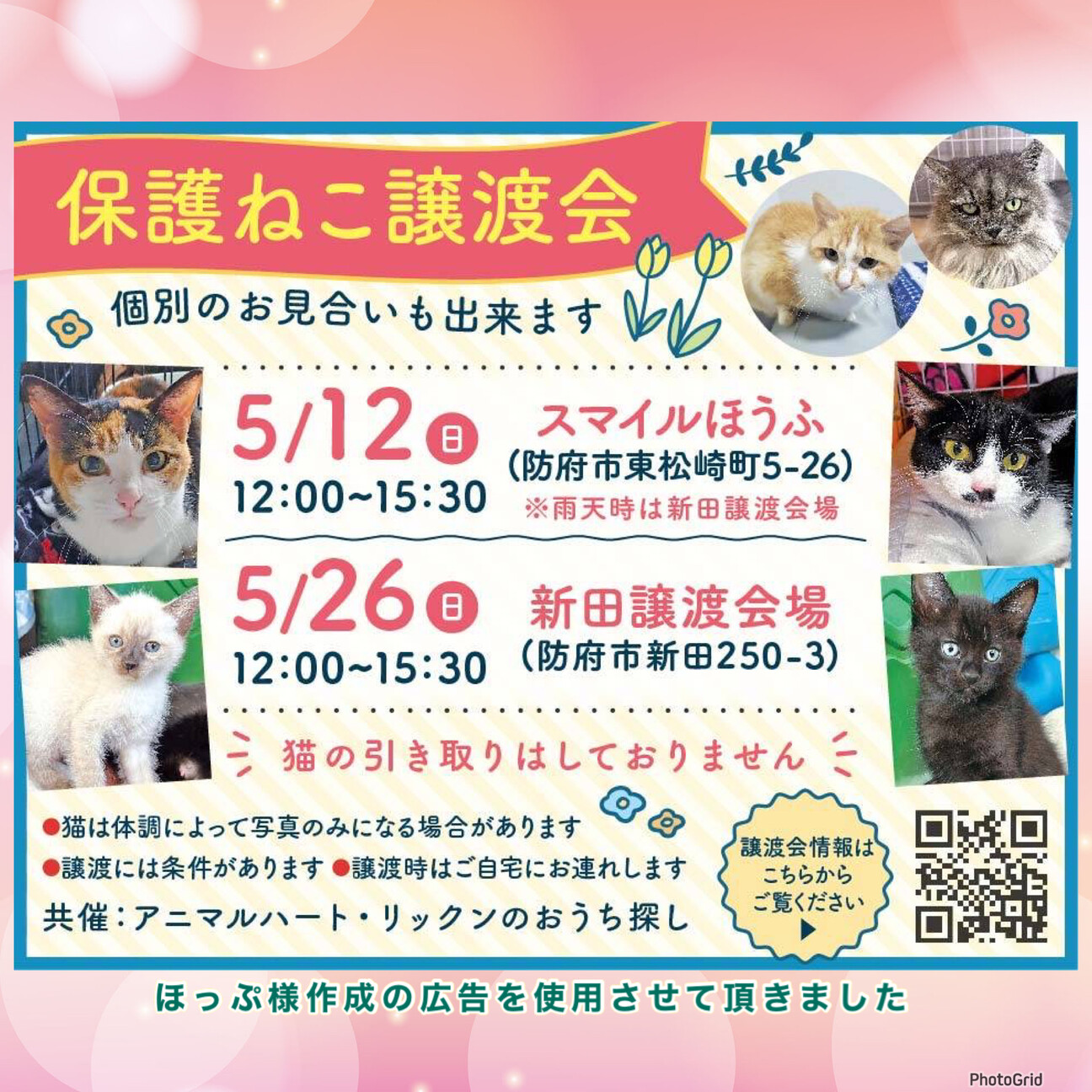 里親決定。スオウ君1歳去勢済み」山口県 - 猫の里親募集(488033) 7枚目 