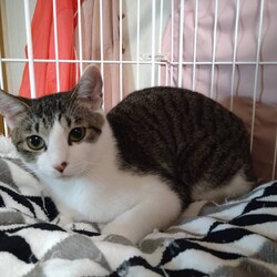 名古屋市/南生涯学習センターで譲渡会