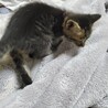 キジトラちゃん(生後約１ヶ月)　男の子 サムネイル2