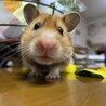 シュウメイどん