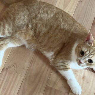 保護猫⭐︎ちくわ♀⭐︎2歳 避妊済