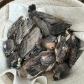 文鳥雛の里親募集