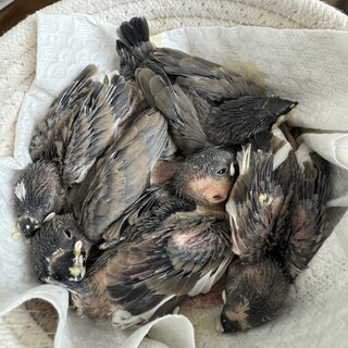 文鳥雛の里親募集