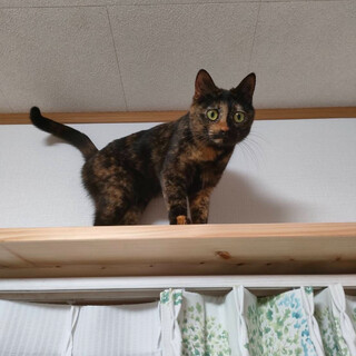 サビ柄 甘ったれ女の子♀2歳