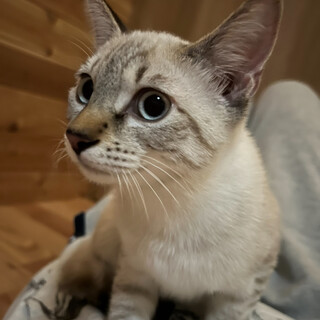 シャムMIX ホワイト 女の子8ヶ月