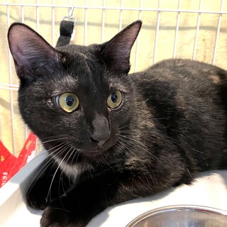 可愛い黒サビの女の子