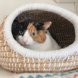 ブーケ姉妹❤️三毛猫和花ちゃん