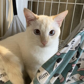 元気なオレンジシャム系の男の子