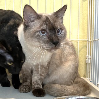 人慣れしているシャム系の大人女子