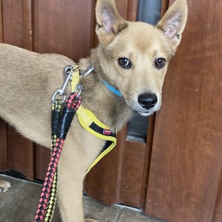 保健所からレスキュー！　小さめの中型犬、キョウ君