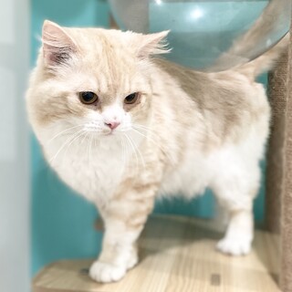 人懐こいスコティッシュ男の子