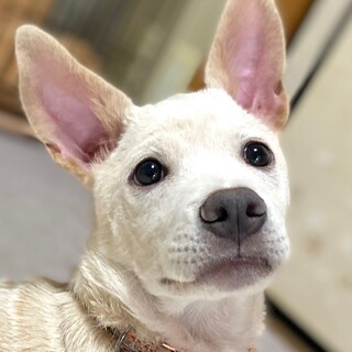 生後約3ヶ月の男の子♡いっぱい遊んでね♪