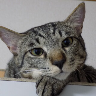 おだやかな男の子