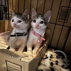 in江南市☆保護猫をオウチに迎えよう！☆2024年5月12日（日）～ちーむ にゃいんず