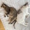 ましろにこ