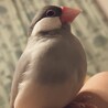 おこわごはん