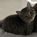 この子の生涯のご家族になってください。