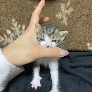 里親さん募集中
