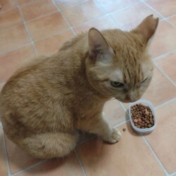 おやつ美味しい琴ちゃん