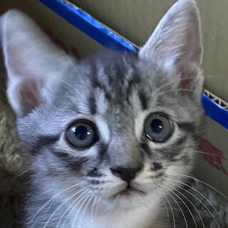 好奇心旺盛でとっても可愛い♡サバトラのベリー君！