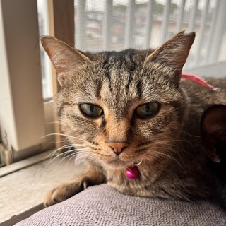 コムギちゃん出来れば仲良しクロくんと一緒が希望です