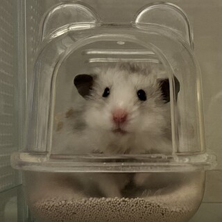 長毛ハムスター