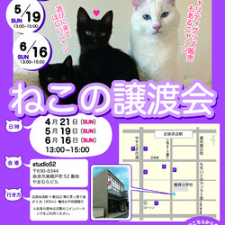 猫の譲渡会