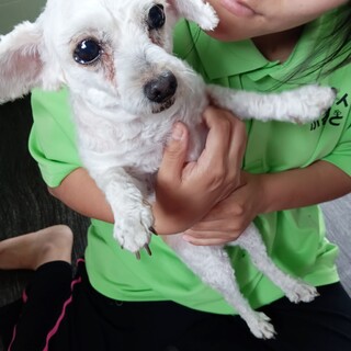 トイプードル　7歳　女の子♀