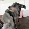 ミニチュアシュナウザー　女の子♀　10歳 サムネイル2