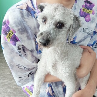 トイプードル　男の子♂　7歳