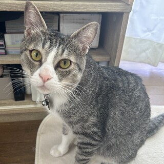 事情により、募集を一時停止します　オス猫2歳