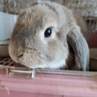 ホーランドロップ男の子