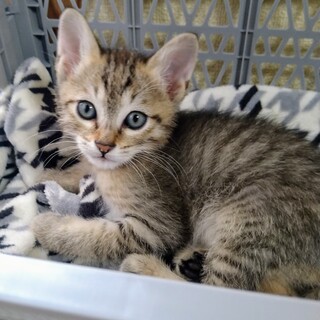 生後１ヶ月半！わんぱく盛りの仲良し子猫兄弟☆Ｂくん