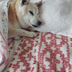 「シニア葵の病(T^T)」サムネイル2