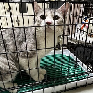 サバ白緊急里親募集！