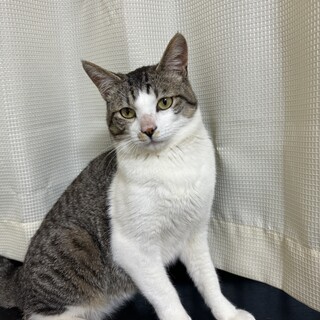 1歳くらいの甘えん坊君です