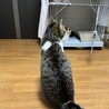 1歳くらいの甘えん坊君です サムネイル4