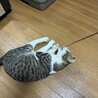 1歳くらいの甘えん坊君です サムネイル6