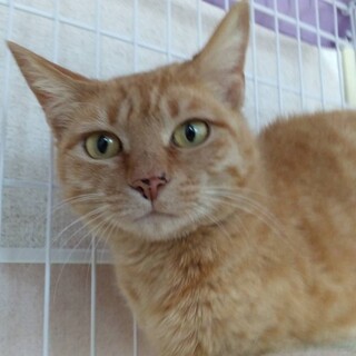 人懐っこい若い美猫さんのルーシー♥ちゃん