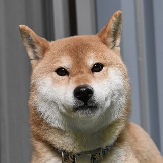 美人ちゃんで明るい柴犬の女の子♡