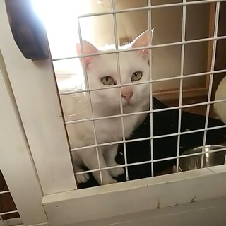 かくれ甘えん坊♡しろねこ君