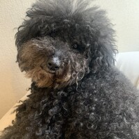 ころっけ