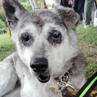 2回保健所に収容された野犬の女の子